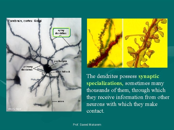 The dendrites possess synaptic specializations, sometimes many thousands of them, through which they receive