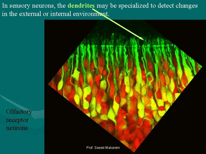 In sensory neurons, the dendrites may be specialized to detect changes in the external