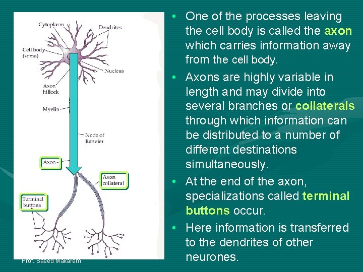 Prof. Saeed Makarem • One of the processes leaving the cell body is called