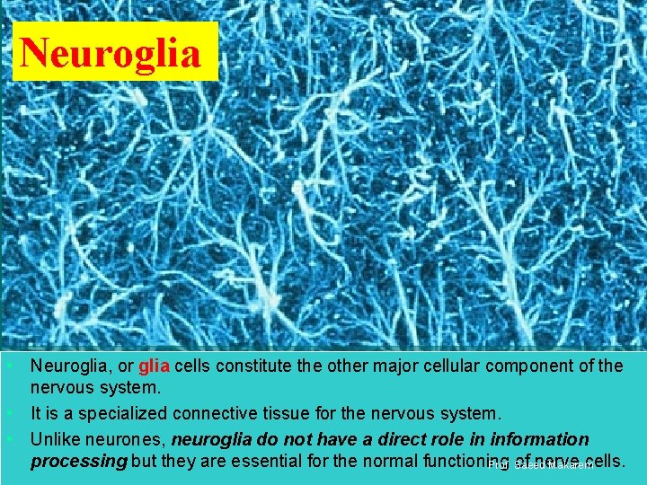 Neuroglia • Neuroglia, or glia cells constitute the other major cellular component of the
