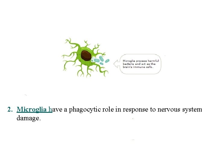 2. Microglia have a phagocytic role in response to nervous system damage. Prof. Saeed