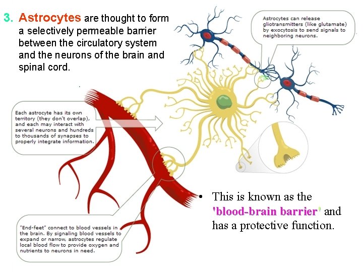 3. Astrocytes are thought to form a selectively permeable barrier between the circulatory system