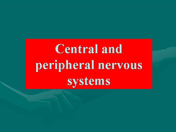 Central and peripheral nervous systems 