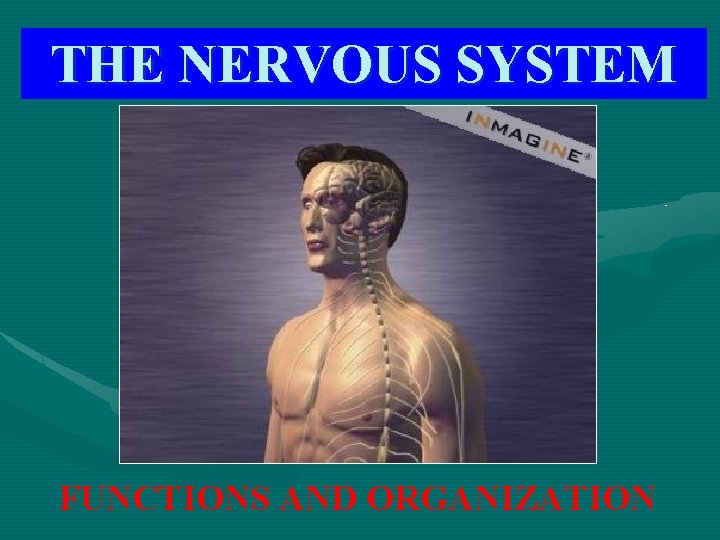 THE NERVOUS SYSTEM FUNCTIONS AND ORGANIZATION 