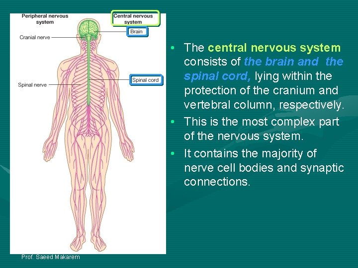  • The central nervous system consists of the brain and the spinal cord,