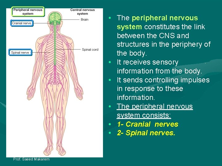  • The peripheral nervous system constitutes the link between the CNS and structures