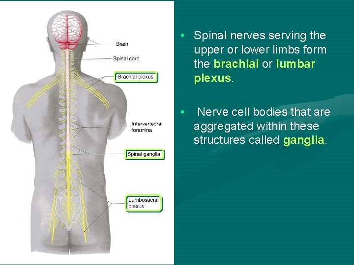  • Spinal nerves serving the upper or lower limbs form the brachial or
