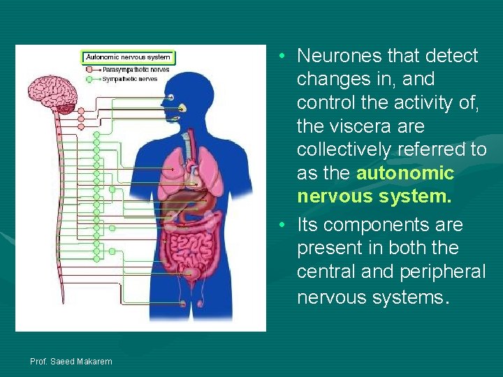  • Neurones that detect changes in, and control the activity of, the viscera