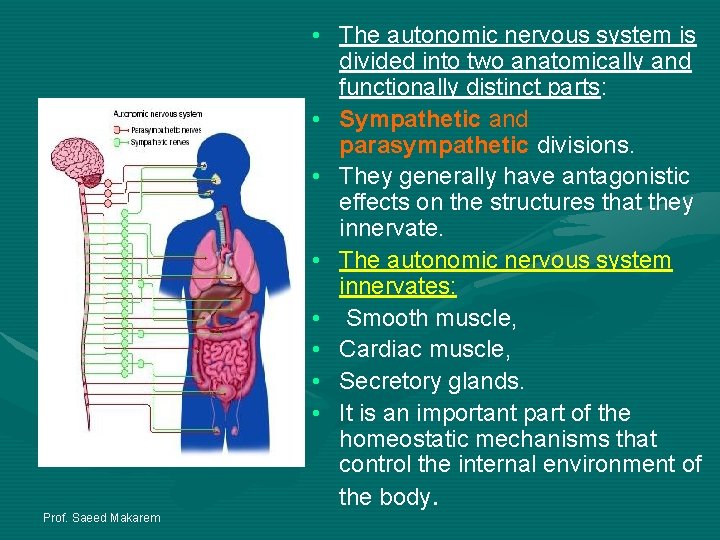 Prof. Saeed Makarem • The autonomic nervous system is divided into two anatomically and