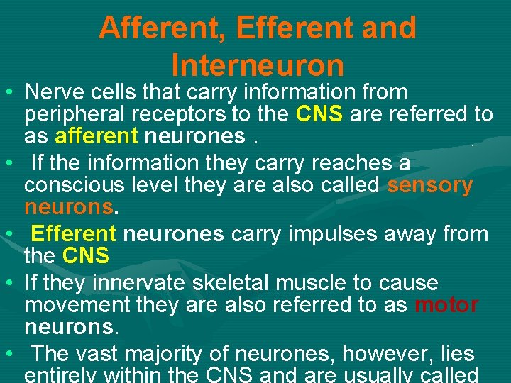 Afferent, Efferent and Interneuron • Nerve cells that carry information from peripheral receptors to