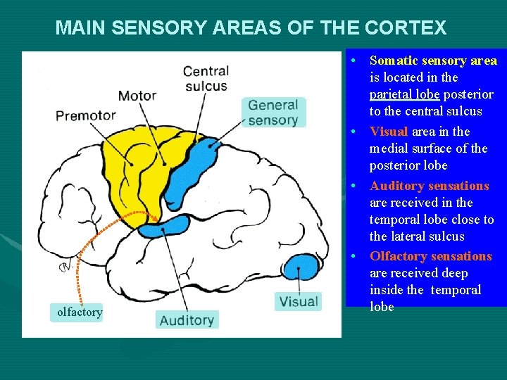 MAIN SENSORY AREAS OF THE CORTEX olfactory • Somatic sensory area is located in