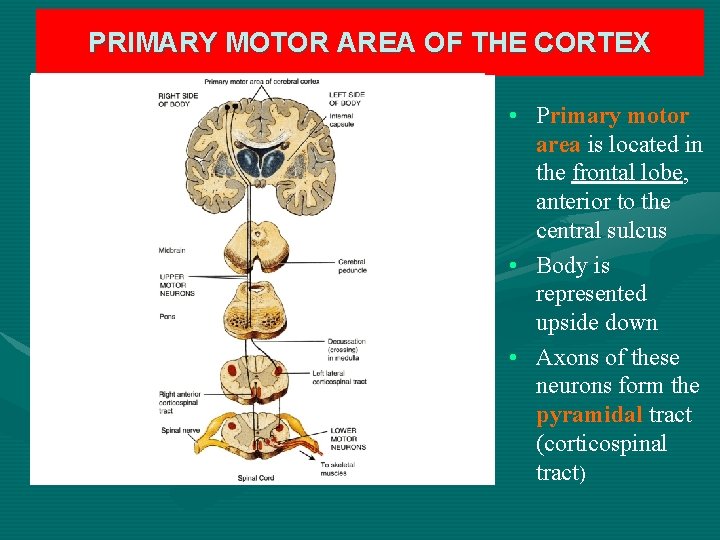 PRIMARY MOTOR AREA OF THE CORTEX • Primary motor area is located in the