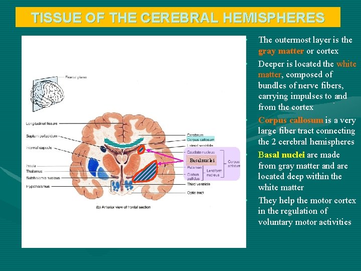 TISSUE OF THE CEREBRAL HEMISPHERES • • • Basal nuclei • • The outermost