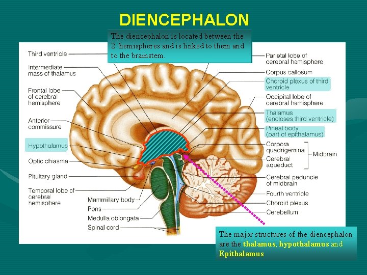 DIENCEPHALON The diencephalon is located between the 2 hemispheres and is linked to them