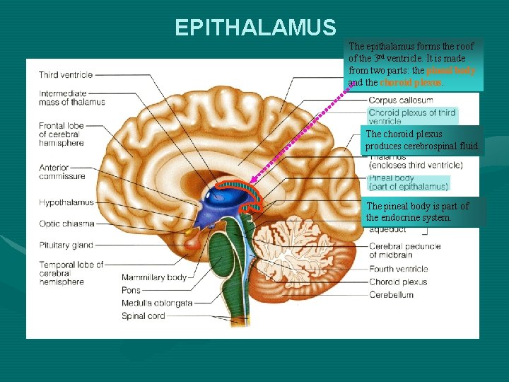 EPITHALAMUS The epithalamus forms the roof of the 3 rd ventricle. It is made