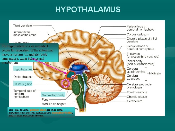 HYPOTHALAMUS The hypothalamus is an important center for regulation of the autonomic nervous system.