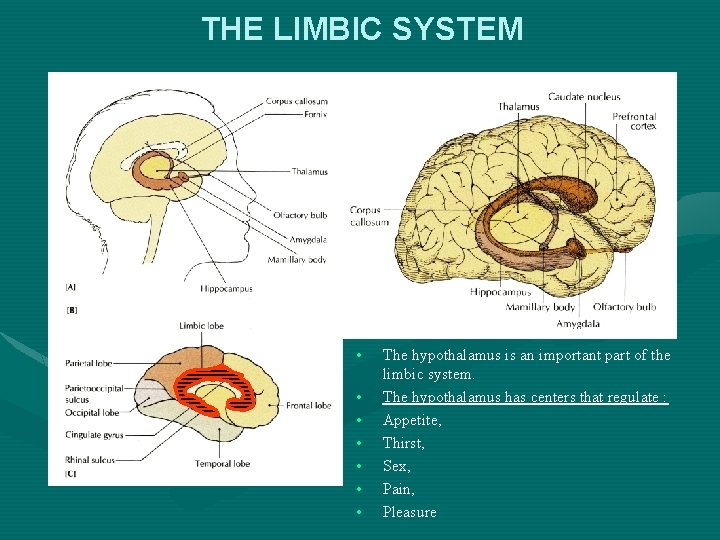 THE LIMBIC SYSTEM • • The hypothalamus is an important part of the limbic