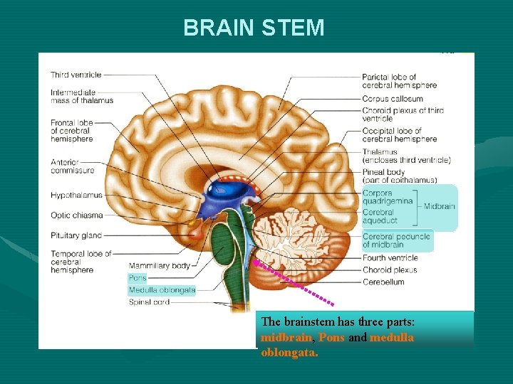 BRAIN STEM The brainstem has three parts: midbrain, Pons and medulla oblongata. 