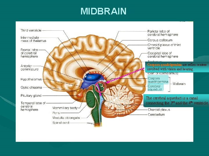 MIDBRAIN Corpora quadrigemina are reflex centers involved with vision and hearing. The cerebral aqueduct