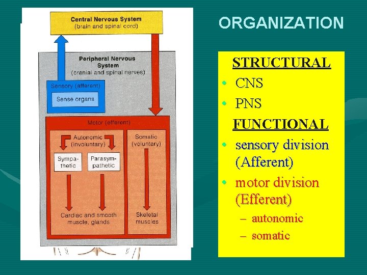 ORGANIZATION • • STRUCTURAL CNS PNS FUNCTIONAL sensory division (Afferent) motor division (Efferent) –