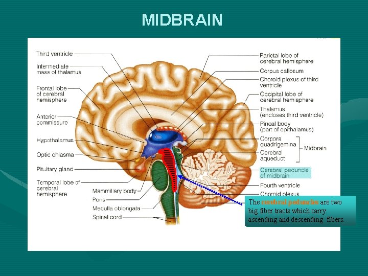 MIDBRAIN The cerebral peduncles are two big fiber tracts which carry ascending and descending