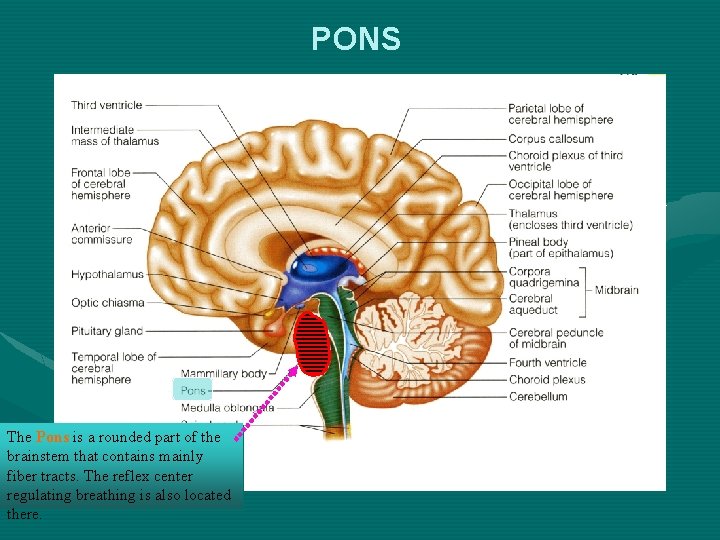 PONS The Pons is a rounded part of the brainstem that contains mainly fiber