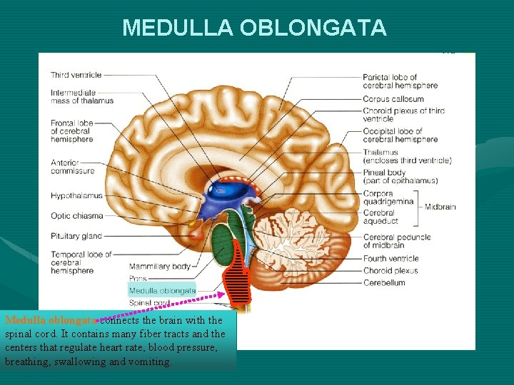 MEDULLA OBLONGATA Medulla oblongata connects the brain with the spinal cord. It contains many