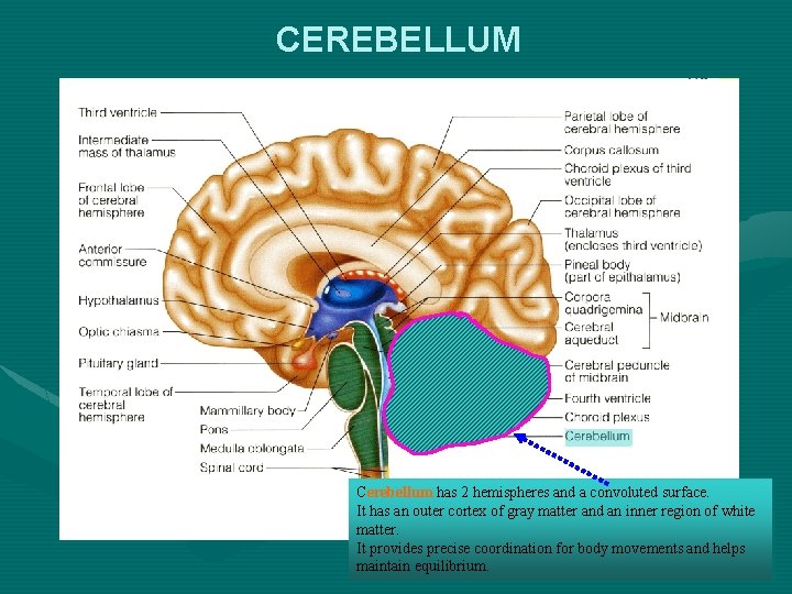 CEREBELLUM Cerebellum has 2 hemispheres and a convoluted surface. It has an outer cortex