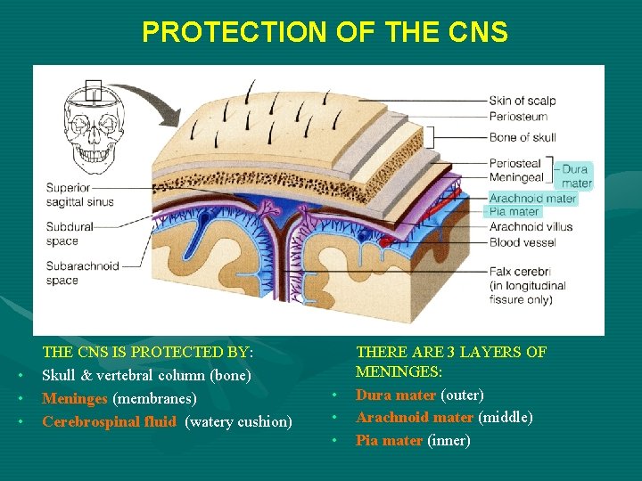 PROTECTION OF THE CNS • • • THE CNS IS PROTECTED BY: Skull &