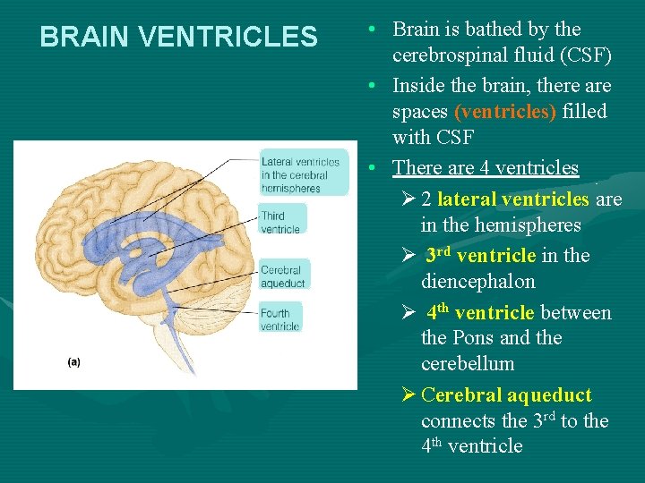 BRAIN VENTRICLES • Brain is bathed by the cerebrospinal fluid (CSF) • Inside the