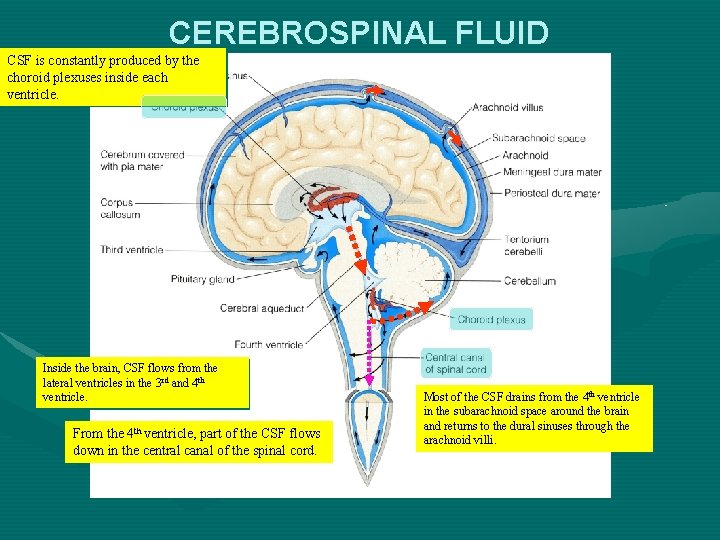 CEREBROSPINAL FLUID CSF is constantly produced by the choroid plexuses inside each ventricle. Inside