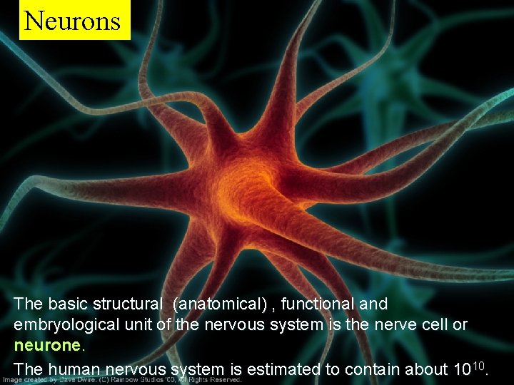 Neurons The basic structural (anatomical) , functional and embryological unit of the nervous system