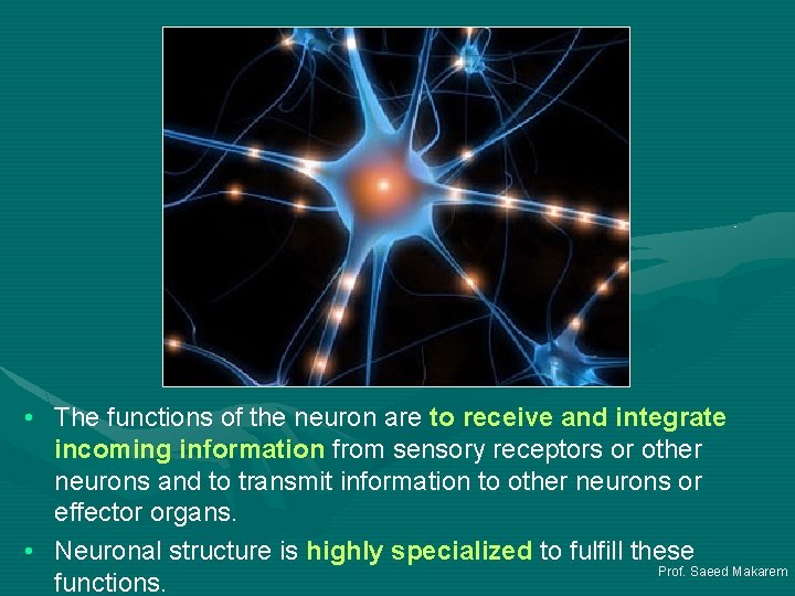  • The functions of the neuron are to receive and integrate incoming information