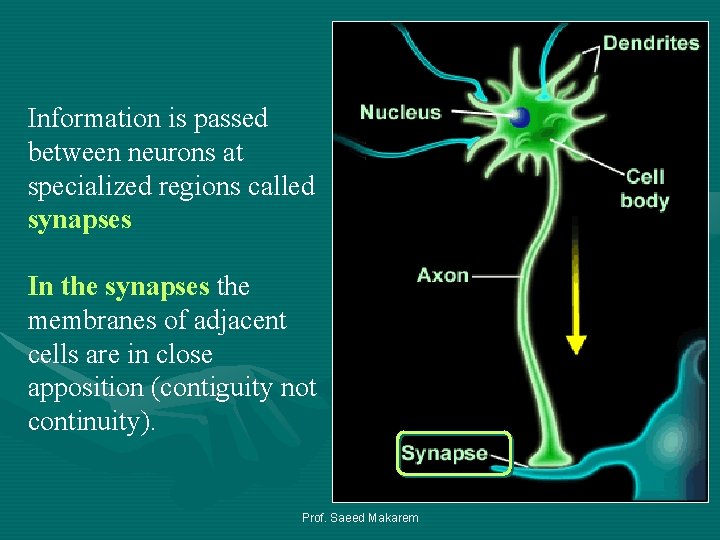 Information is passed between neurons at specialized regions called synapses In the synapses the