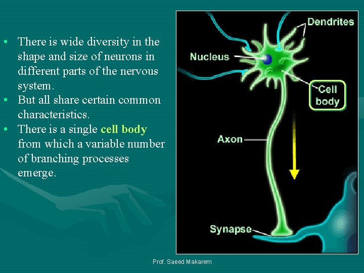  • There is wide diversity in the shape and size of neurons in