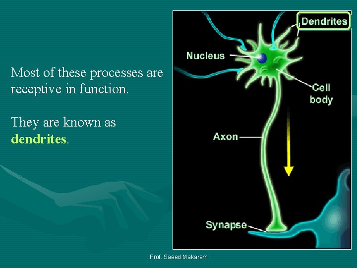 Most of these processes are receptive in function. They are known as dendrites. Prof.