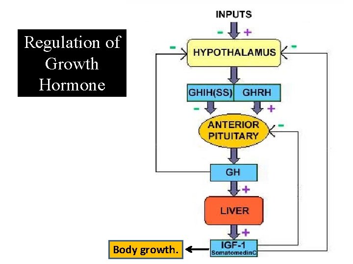 Regulation of Growth Hormone Body growth. 