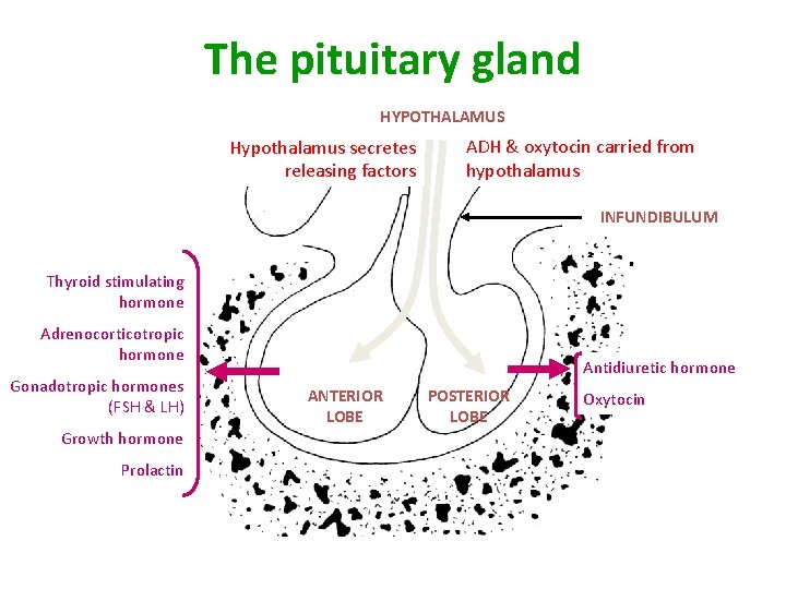 The pituitary gland HYPOTHALAMUS Hypothalamus secretes releasing factors ADH & oxytocin carried from hypothalamus