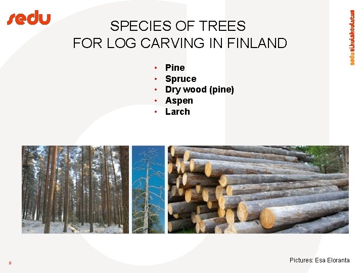 SPECIES OF TREES FOR LOG CARVING IN FINLAND • • • 9 Pine Spruce