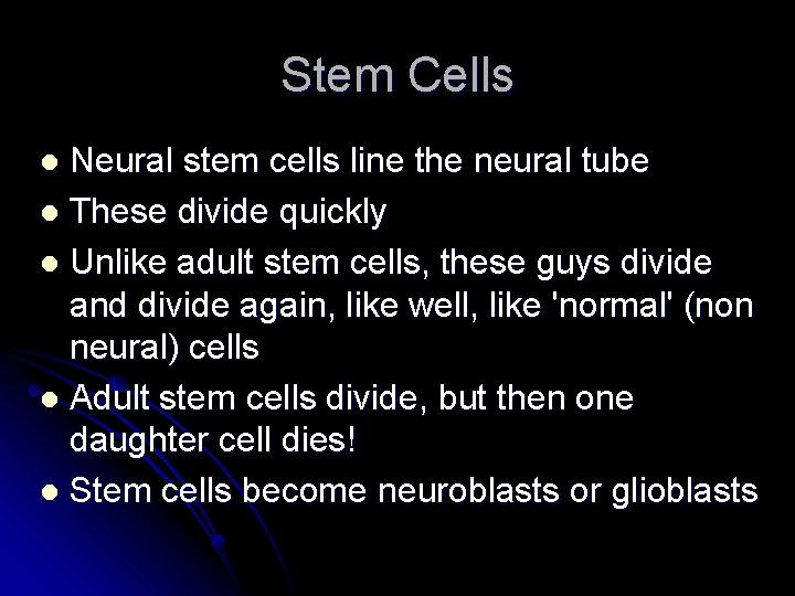 Stem Cells Neural stem cells line the neural tube l These divide quickly l