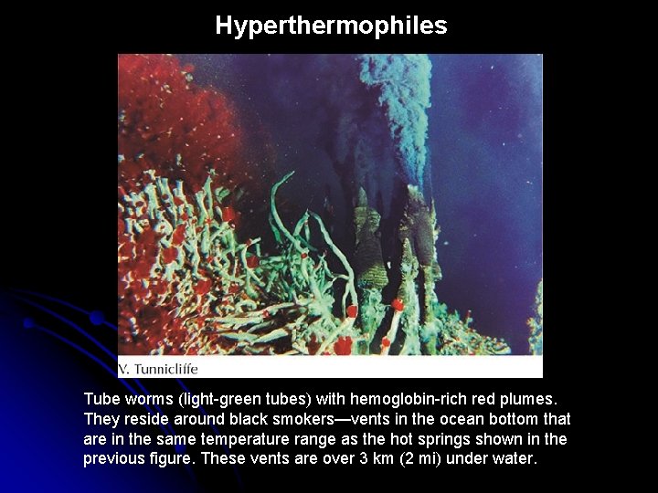 Hyperthermophiles Tube worms (light-green tubes) with hemoglobin-rich red plumes. They reside around black smokers—vents