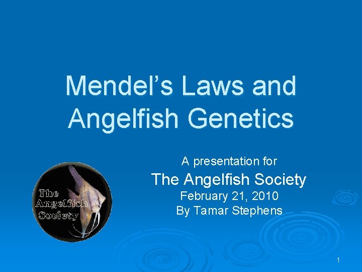 Mendel’s Laws and Angelfish Genetics A presentation for The Angelfish Society February 21, 2010