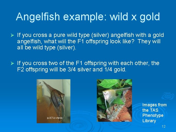 Angelfish example: wild x gold Ø If you cross a pure wild type (silver)