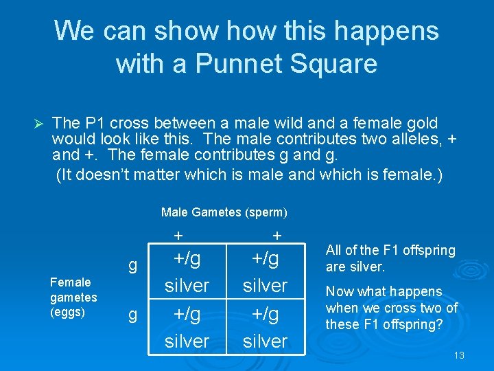 We can show this happens with a Punnet Square Ø The P 1 cross