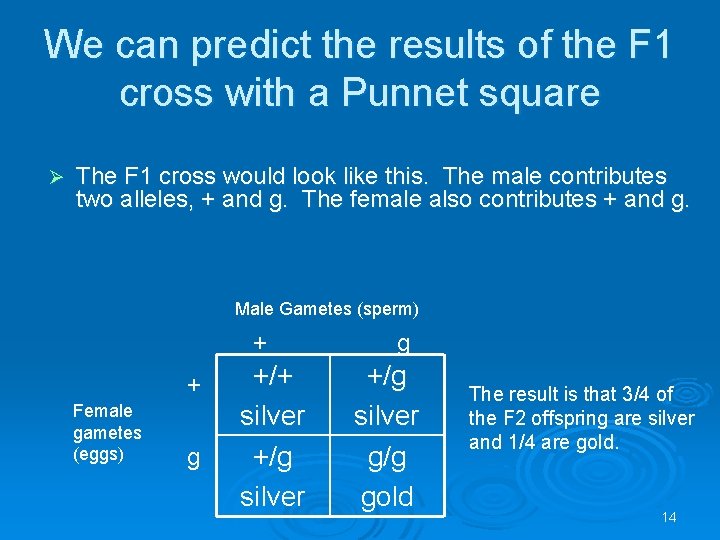 We can predict the results of the F 1 cross with a Punnet square