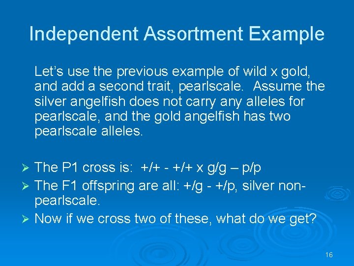 Independent Assortment Example Let’s use the previous example of wild x gold, and add