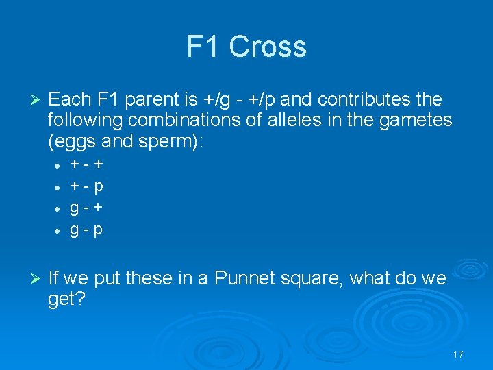 F 1 Cross Ø Each F 1 parent is +/g - +/p and contributes