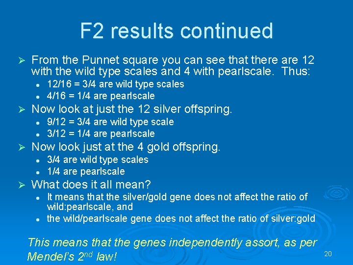F 2 results continued Ø From the Punnet square you can see that there