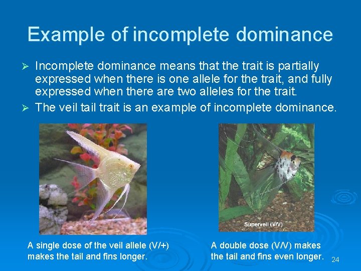 Example of incomplete dominance Incomplete dominance means that the trait is partially expressed when