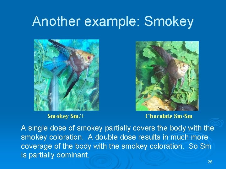 Another example: Smokey Sm/+ Chocolate Sm/Sm A single dose of smokey partially covers the